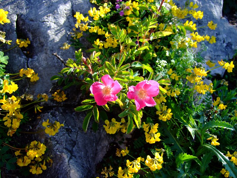 0509_bergblumen.jpg