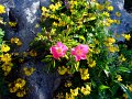 0509_bergblumen