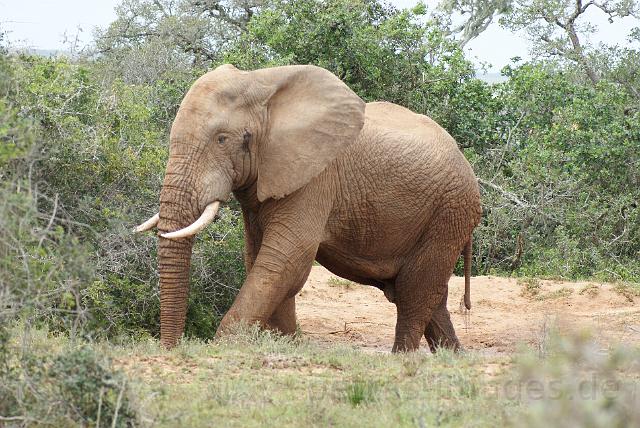 0680_elefant.jpg