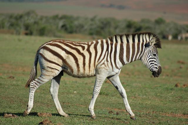 0740_zebra.jpg