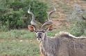 0579_kudu