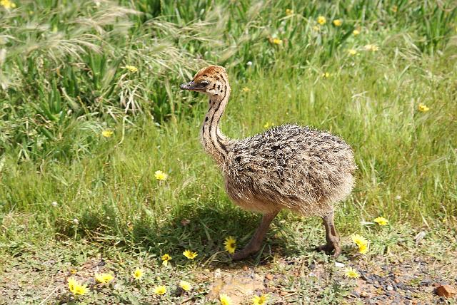 0100_ostrich_chick.jpg