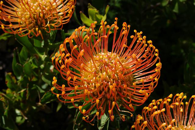 0193_leucospermum_cordifolium--pincushion_proteaceae.jpg